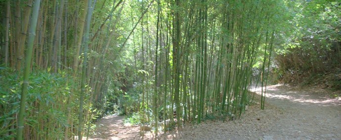 photo Les Bambous du Mandarin