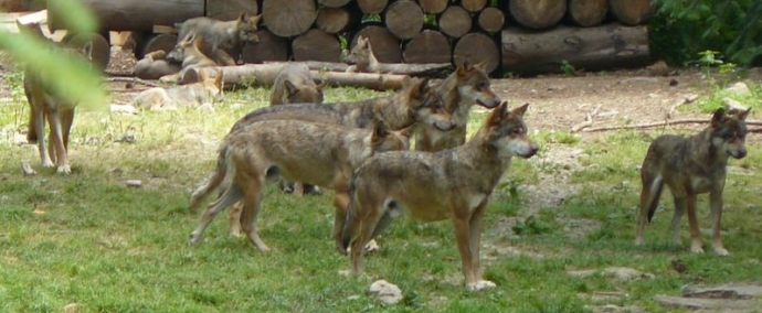 photo Alla scoperta dei lupi