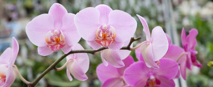 photo Orchideraie Vacherot