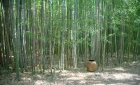 Les Bambous du Mandarin