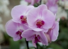 Orchideraie Vacherot