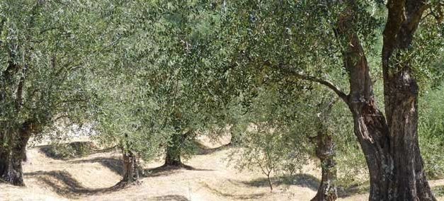 L’Escarène   Pays de l’Olivier