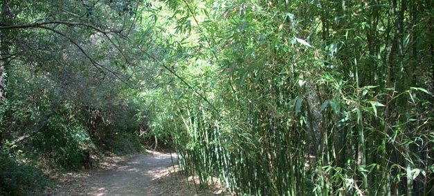 Les Bambous du Mandarin