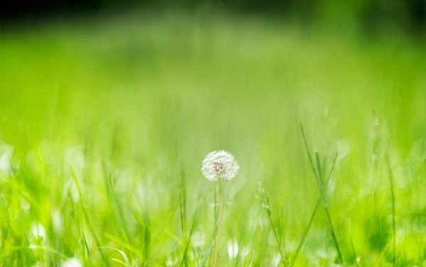 Photo de la semaine : Fleur de Pissenlit
