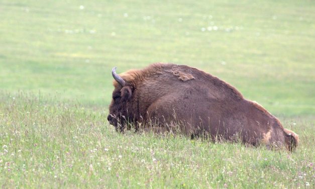 Photo de la semaine : La sieste du bison