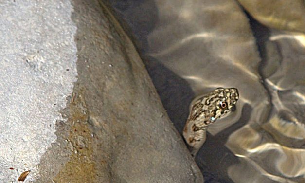 Photo de la semaine : Les serpents aussi sortent les maillots de bain