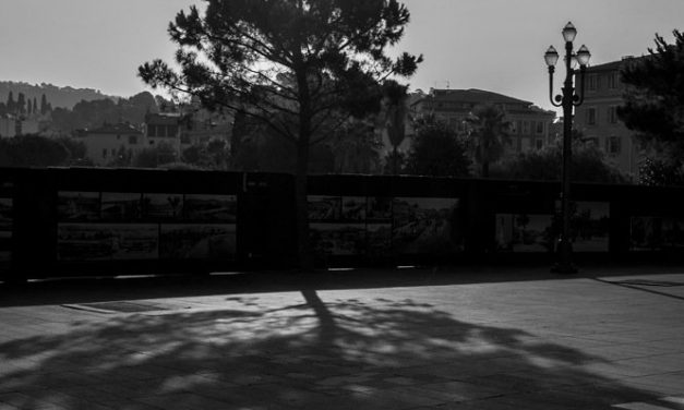 Photo de la semaine : L’arbre et son ombre