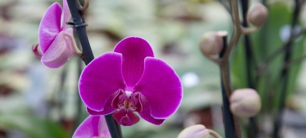 Orchideraie Vacherot