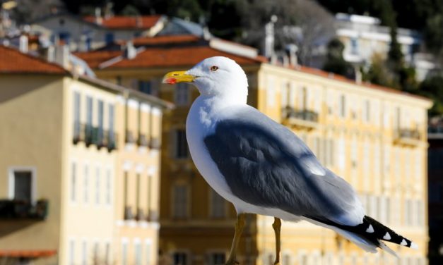 Photo de la semaine : Goéland argenté