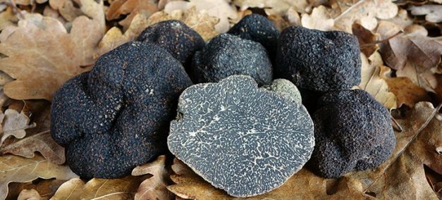 La Truffe sur la Côte d’Azur
