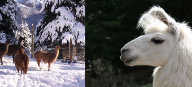 Les Lamas du Miradou