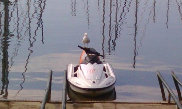 Photo de la semaine : Une mouette qui prend la pause!