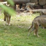 A la découverte des loups