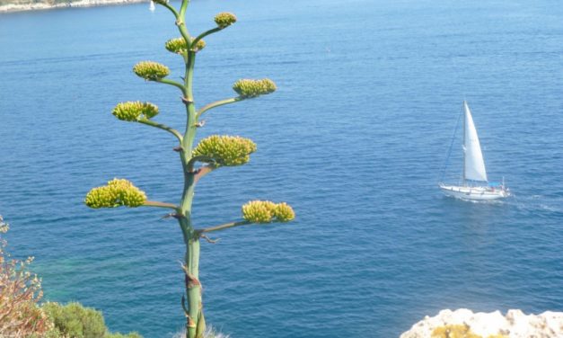 Sorties pédestres sur le littoral