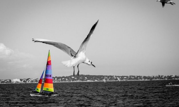 Photo de la semaine : Palm beach de Cannes