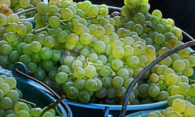 Vendanges à Saint-Paul de Vence