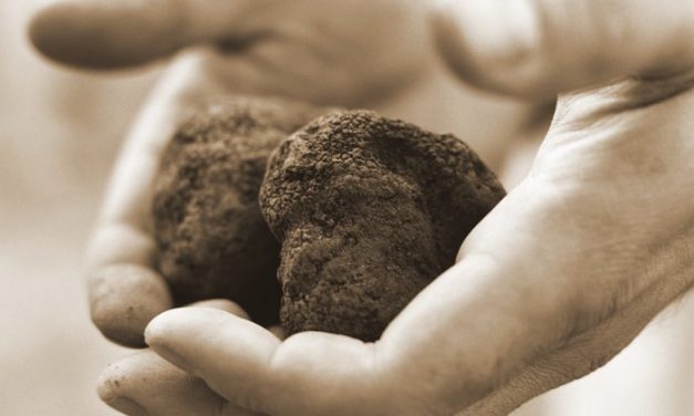 Marché de la Truffe