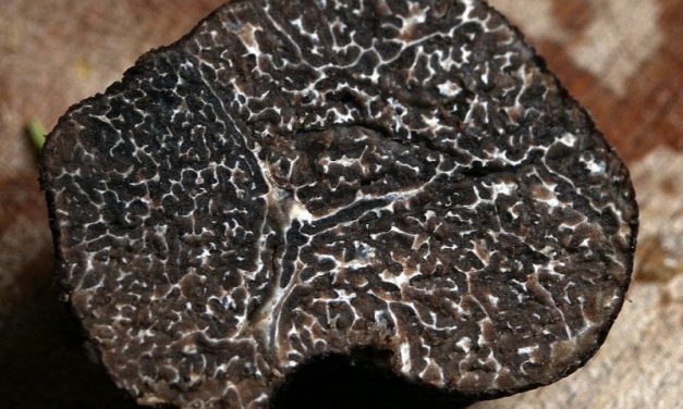 Journée de la truffe noire