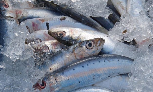 LES SARDINES FARCIES A LA NICOISE