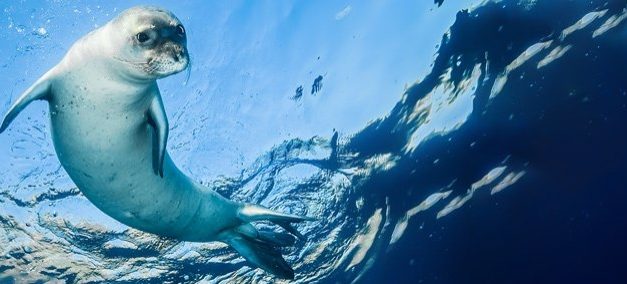 Monaco Ocean Week du 08 au 14 avril 2018