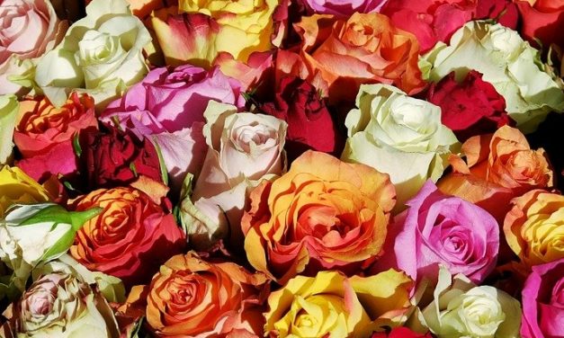 Expo Rose 2018 à Grasse du 10 mai au 13 mai 2018