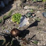 le jardin médiéval, bibi&copy;