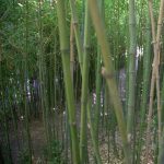 Le Domaine du Rayol, bibi&copy;