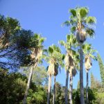 Le Domaine du Rayol, bibi&copy;