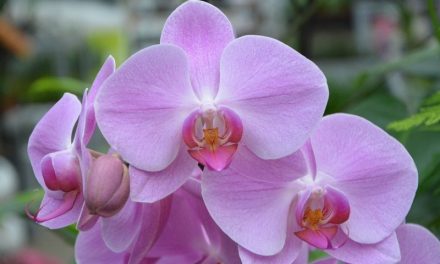 Stage de culture des orchidées le 31 mars 2018