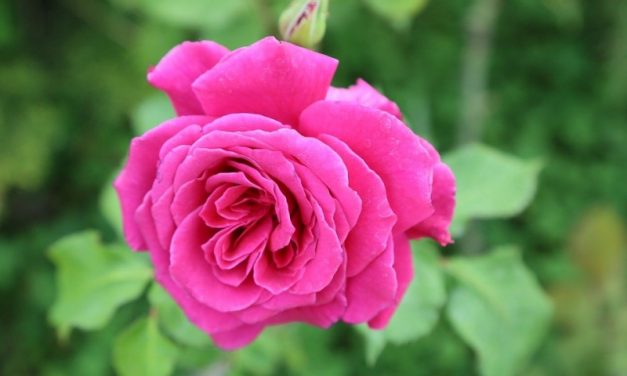 La Fête des Roses et des Plantes les 5 et 6 mai
