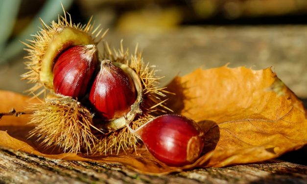Fête de la Châtaigne à Cagnes-sur-Mer