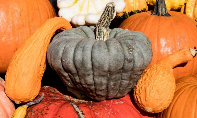 Fête de la Courge à Châteauneuf