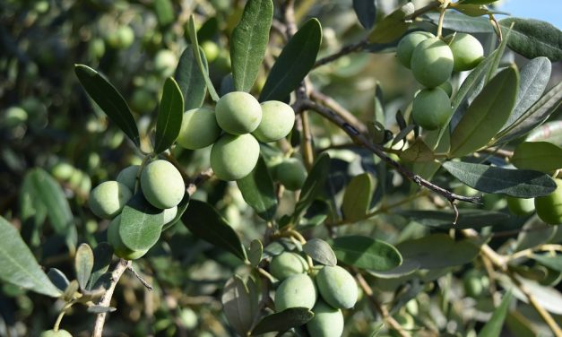 Visite guidée « de l’olive au moulin » au domaine du Jasson