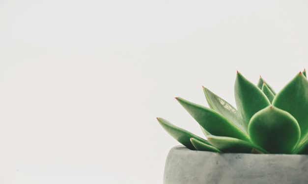 La “Jungle Fever” Bergamotte à Nice