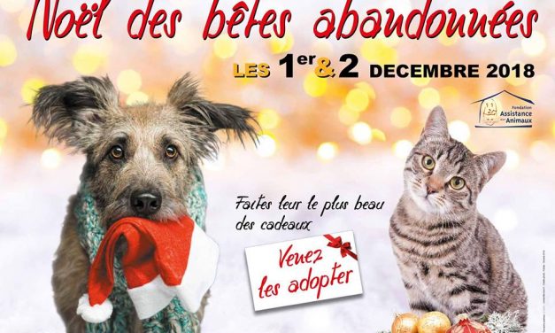 Les Noël des Bêtes Abandonnées à Nice