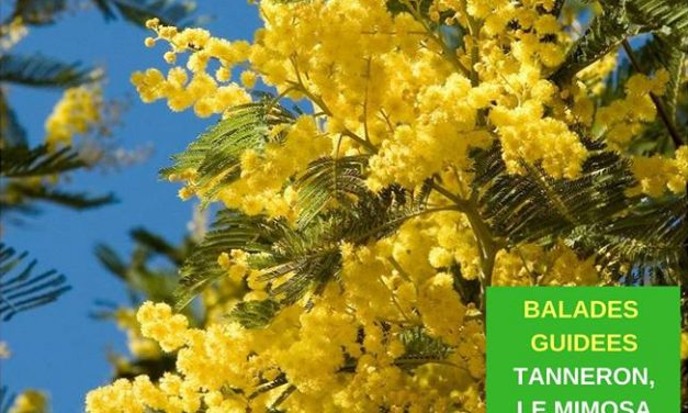 Balades guidées « Tanneron, le mimosa et ses compagnons »