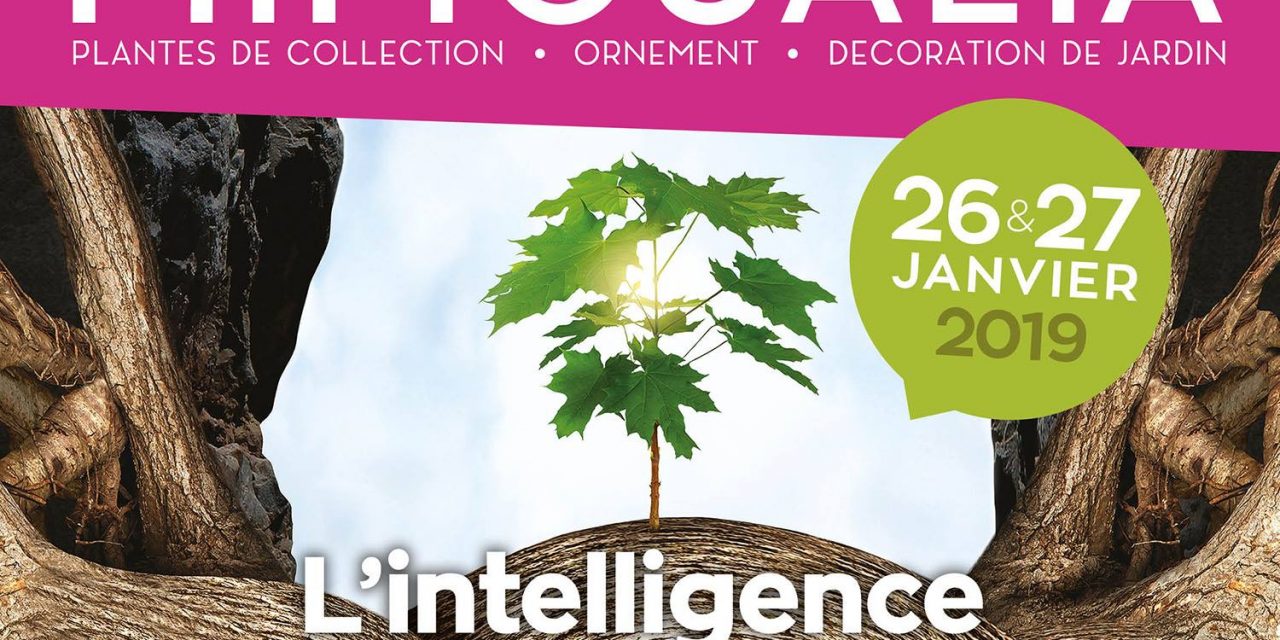 Mimosalia à Bormes-les-Mimosas