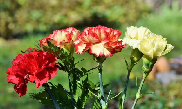 Fête de l’Œillet à Falicon