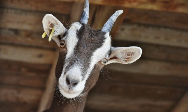De Ferme en Ferme dans les Alpes-Maritimes