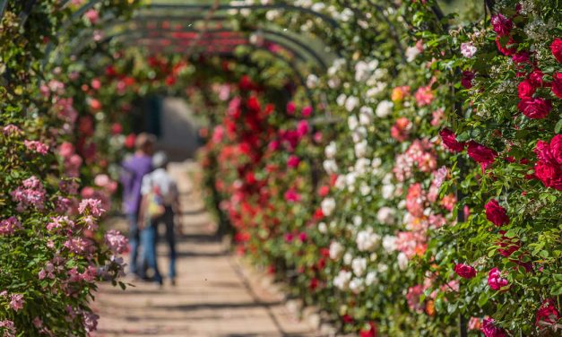 Les Floralies d’Antibes