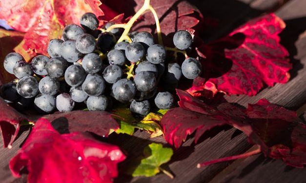 FÊTE DU JUMELAGE ET DES VENDANGES A BIOT