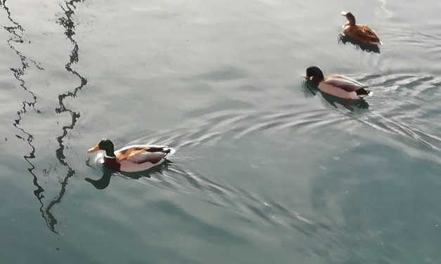 Lecture à 3 voix du texte  LES DEMEURÉES de Jeanne Benameur