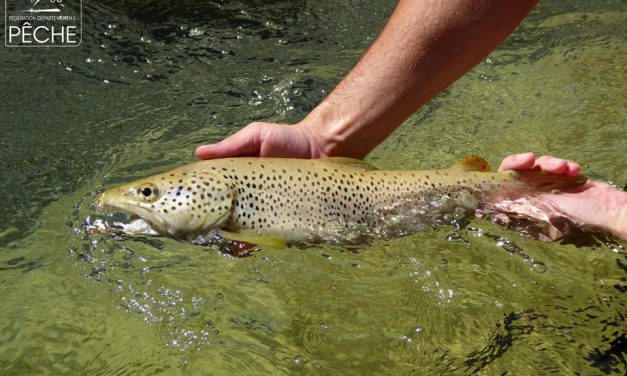 Ouverture de la pêche en première catégorie