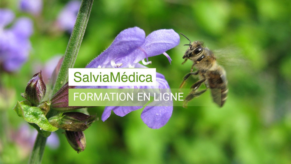 Formation en phytothérapie et aromathérapie SalviaMédica